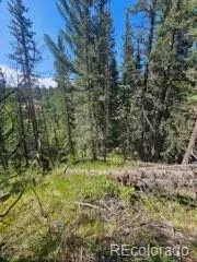 1164 Arapahoe Creek Trail Florissant, CO 80816