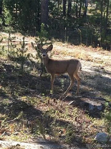 99 GCR 490 Grand Lake, CO 80447