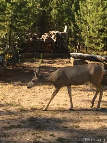 99 GCR 490 Grand Lake, CO 80447