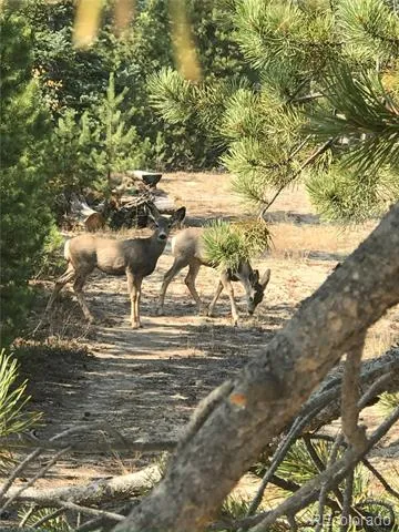 99 GCR 490 Grand Lake, CO 80447