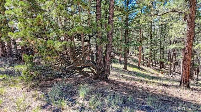 105 Carlton Circle Florissant, CO 80816