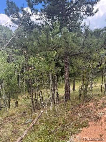 40 Sequoia Trail Woodland Park, CO 80863