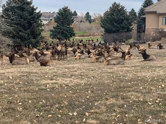 629 Deer Meadow Drive Loveland, CO 80537