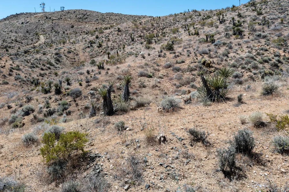 58365 Cereus Avenue Yucca Valley, CA 92284
