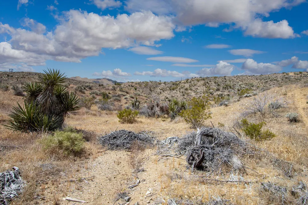 58365 Cereus Avenue Yucca Valley, CA 92284