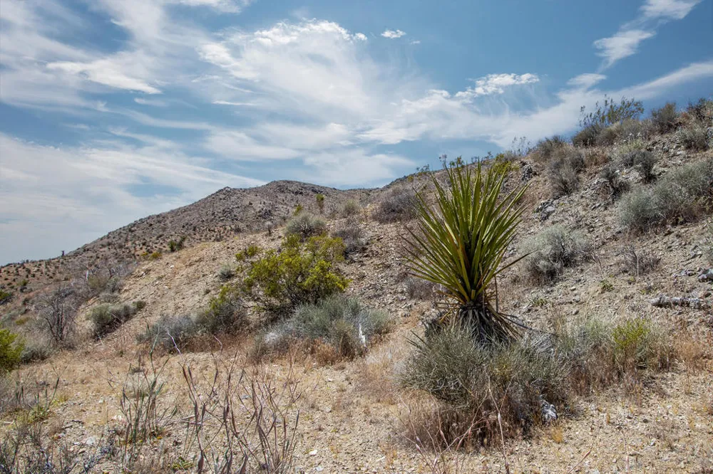 58365 Cereus Avenue Yucca Valley, CA 92284