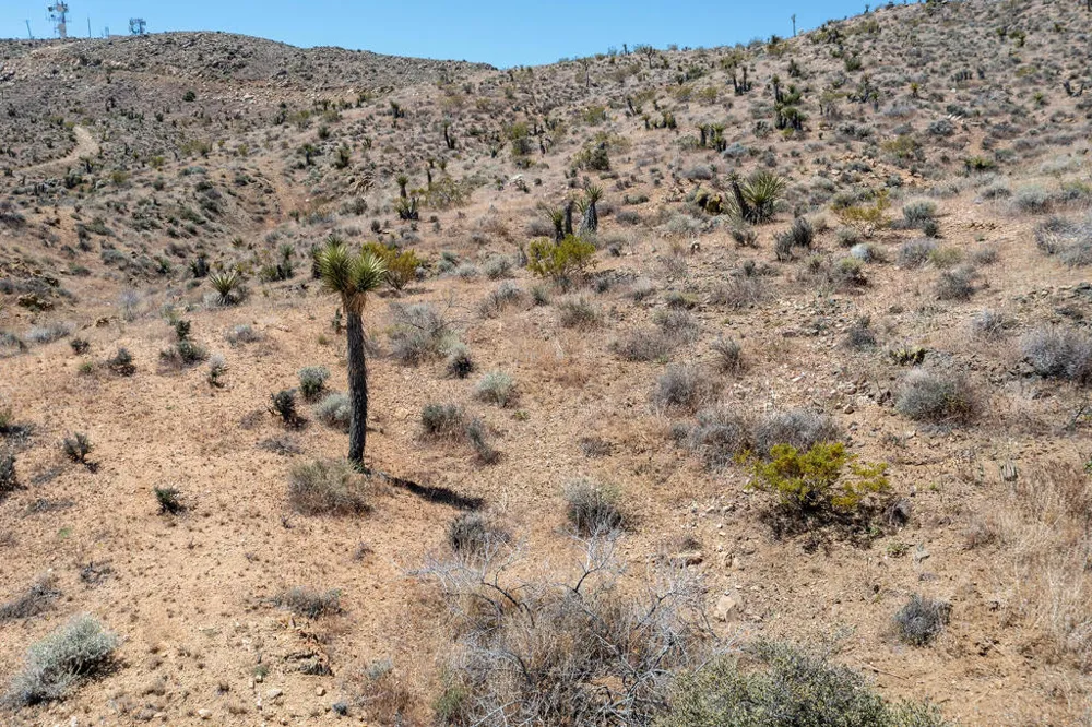 58365 Cereus Avenue Yucca Valley, CA 92284