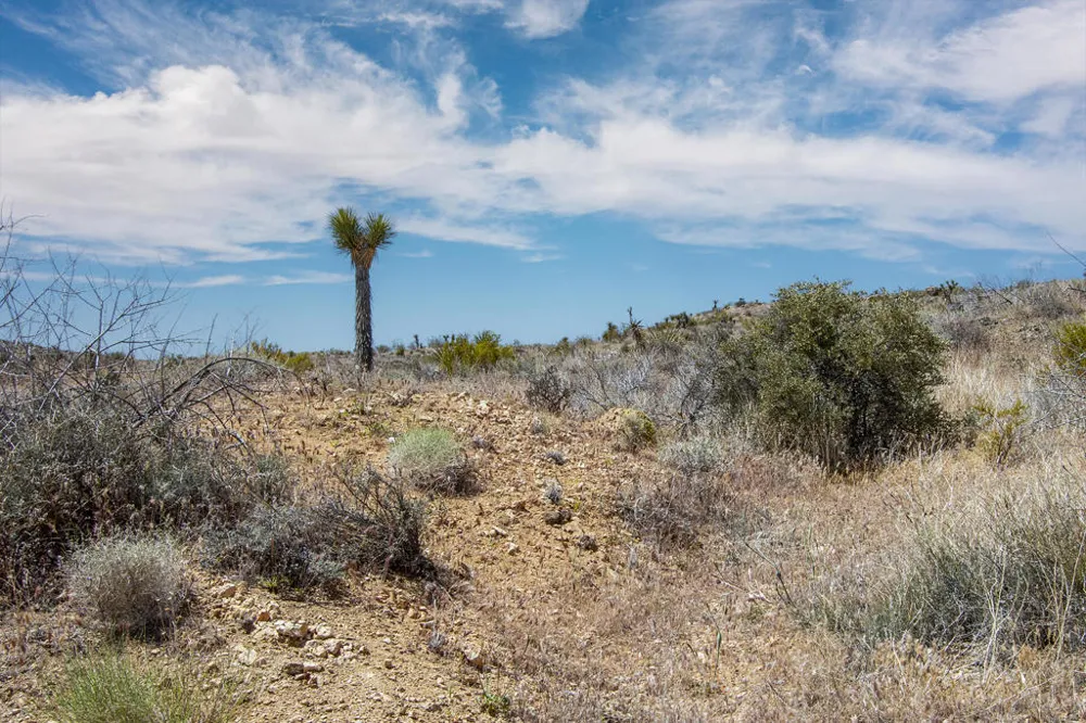 58365 Cereus Avenue Yucca Valley, CA 92284