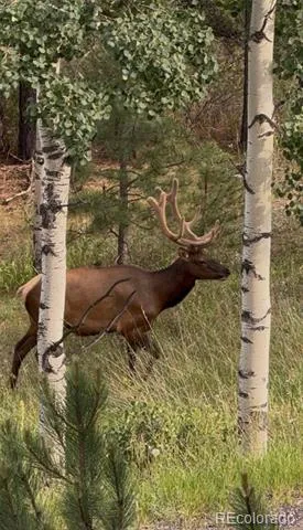 9759 Fallen Rock Road Conifer, CO 80433