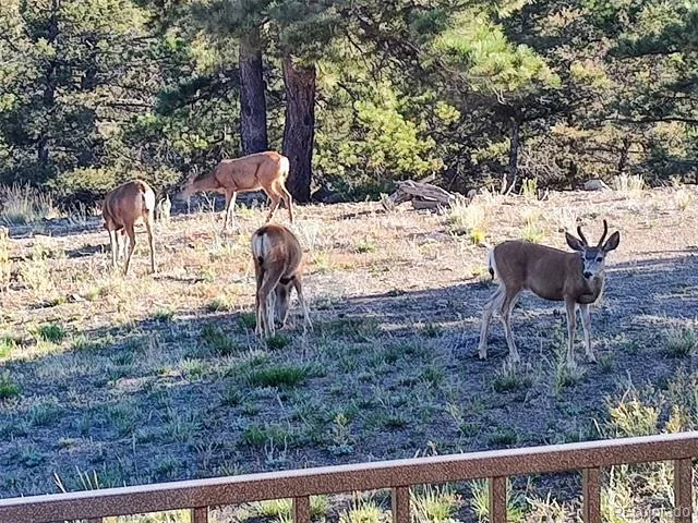 3561 Singletree Road Hartsel, CO 80449