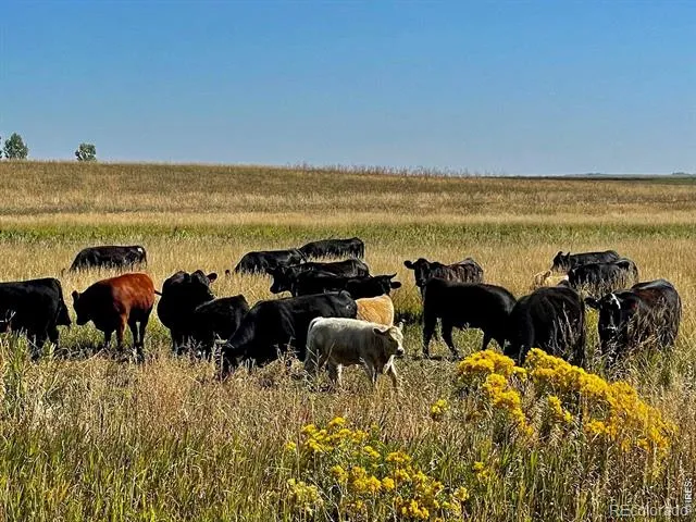 11256 County Road 13 Wellington, CO 80549