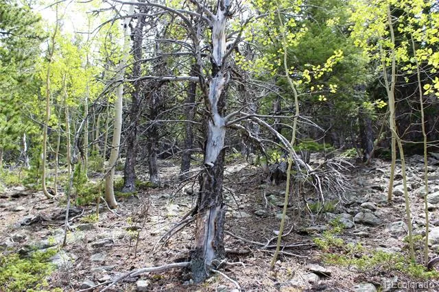 16564A Pennsylvania Idaho Springs, CO 80461