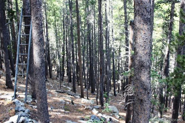 3504 Hidden Wilderness Road Idaho Springs, CO 80439