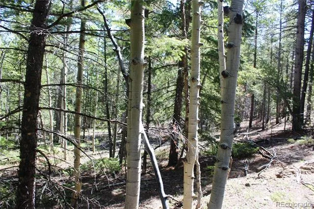6050 Virginia Canyon Road Central City, CO 80427