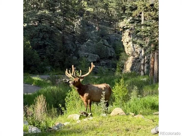 232 Fox Creek Road Glen Haven, CO 80532