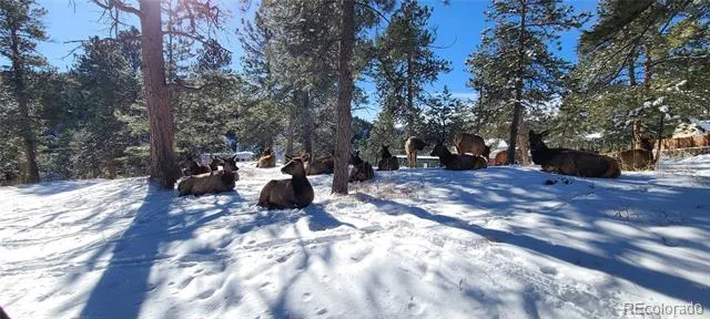 27903 Pine Drive Evergreen, CO 80439