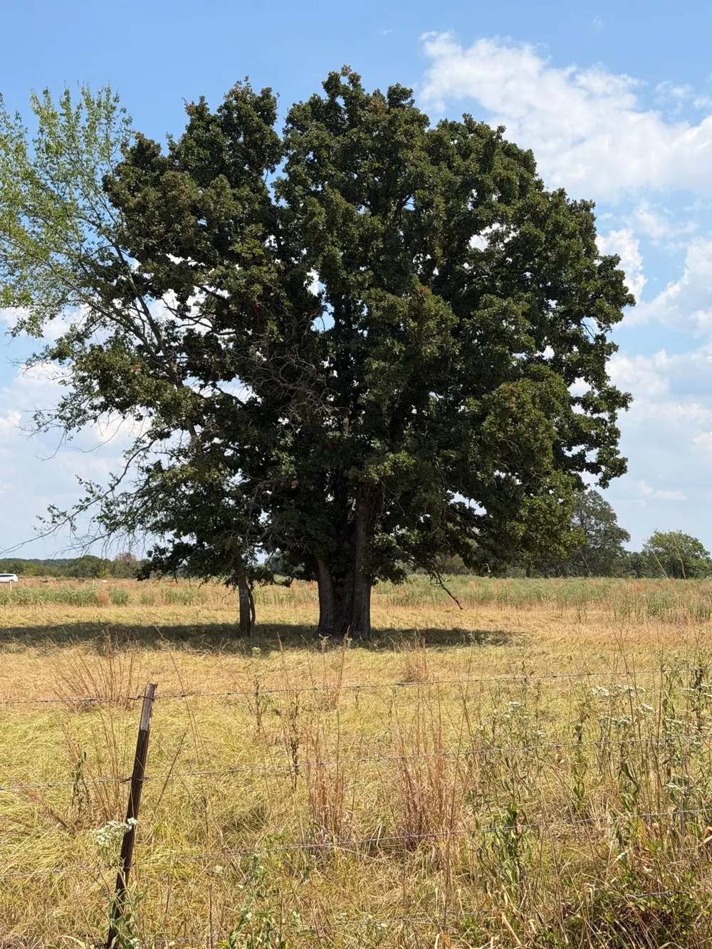 1196 RS County Road 3220 Emory, TX 75440