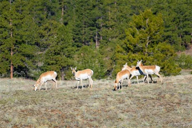 0 Big Buck Road Guffey, CO 80820