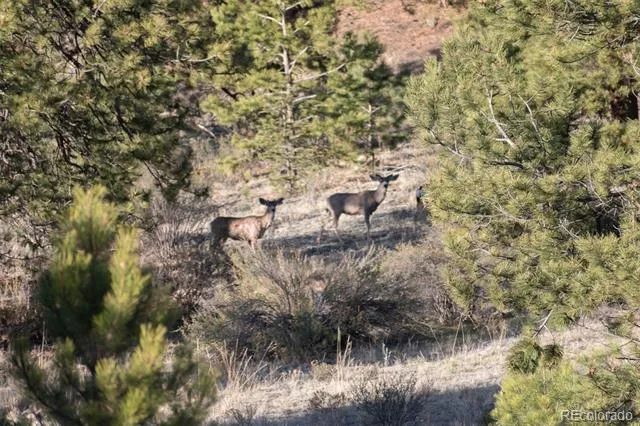 0 Big Buck Road Guffey, CO 80820