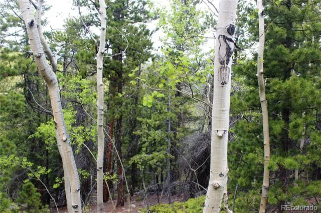 19129 Eliza Idaho Springs, CO 80461