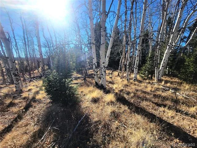 8802 Ranch Road Hartsel, CO 80449