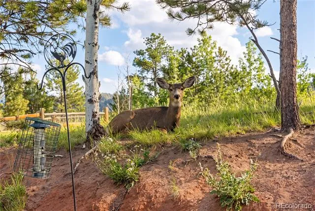 1157 Ptarmigan Drive Woodland Park, CO 80863