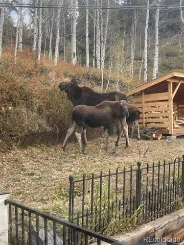 1170 Apex Valley Road Black Hawk, CO 80422