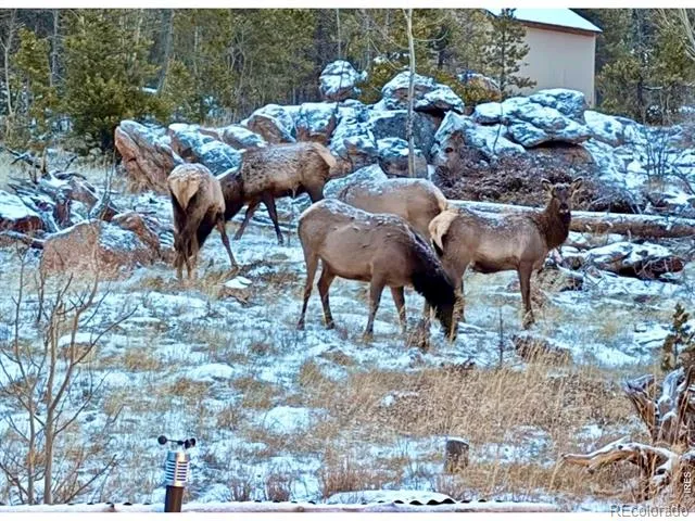 3689 ottawa Way Red Feather Lakes, CO 80545