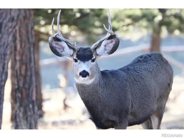 3689 ottawa Way Red Feather Lakes, CO 80545