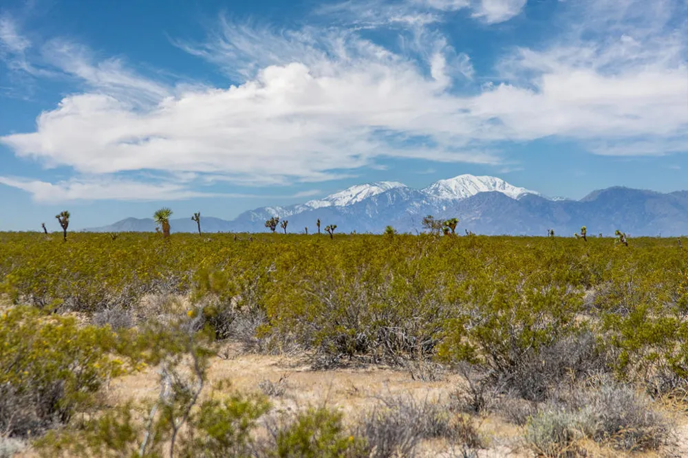 3375 Sunset Road Joshua Tree, CA 92252