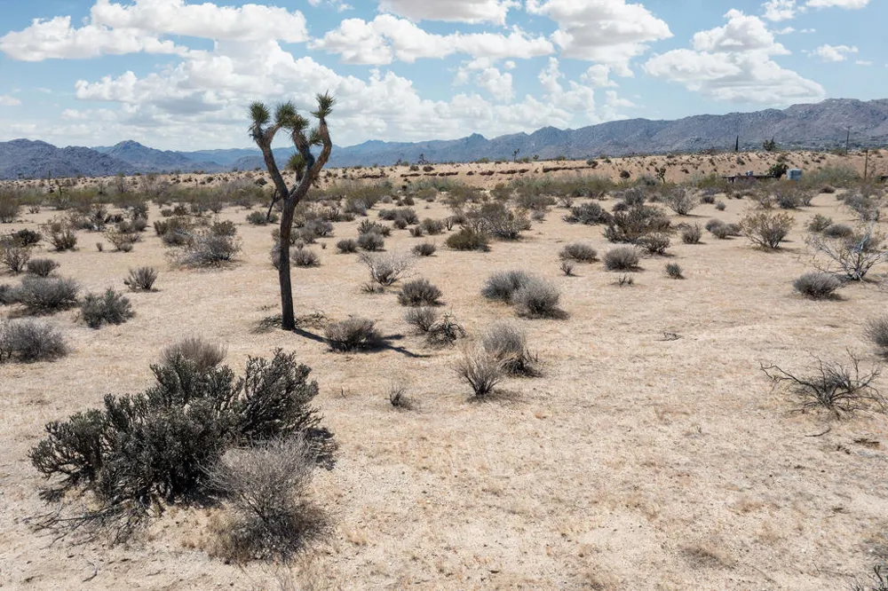 61155 Wilson Street Joshua Tree, CA 92252