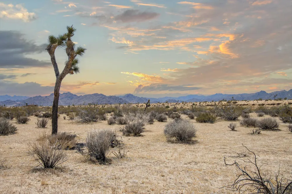 61155 Wilson Street Joshua Tree, CA 92252