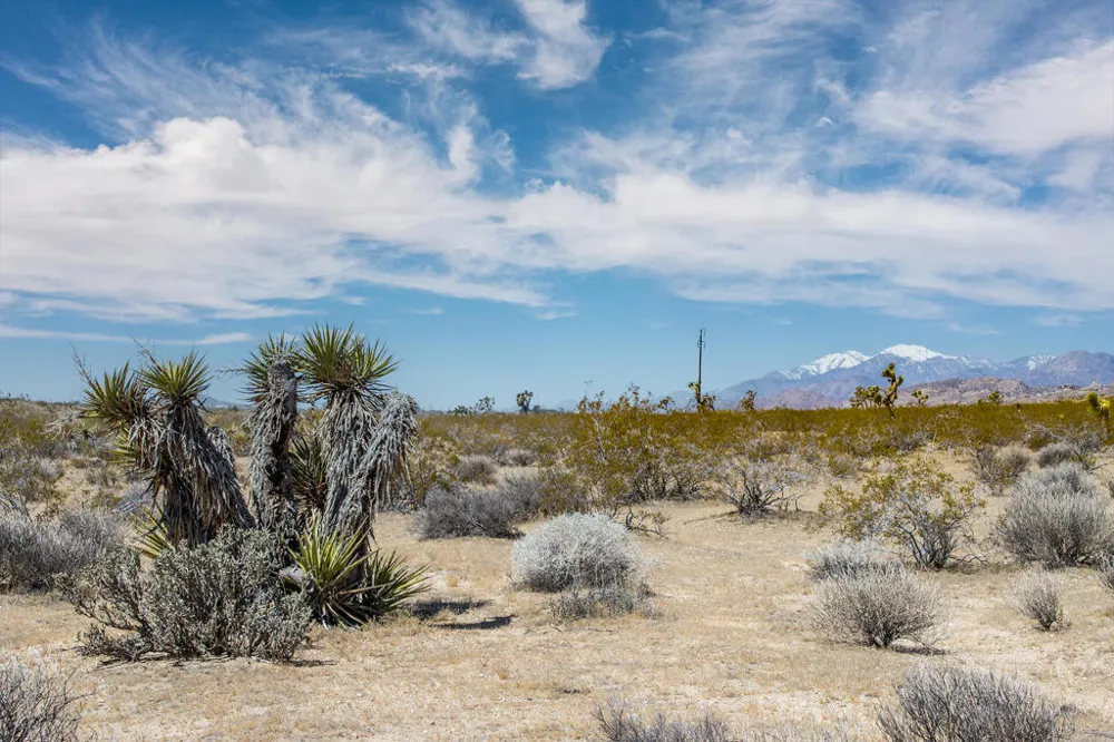 61155 Wilson Street Joshua Tree, CA 92252