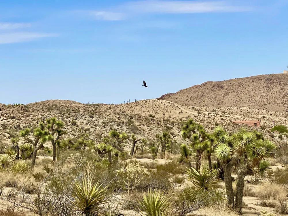 104 Bandera Road Yucca Valley, CA 92284