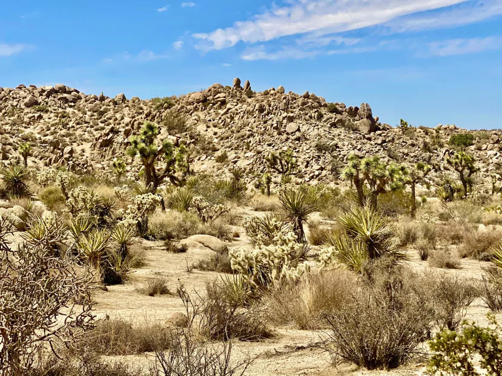 104 Bandera Road Yucca Valley, CA 92284