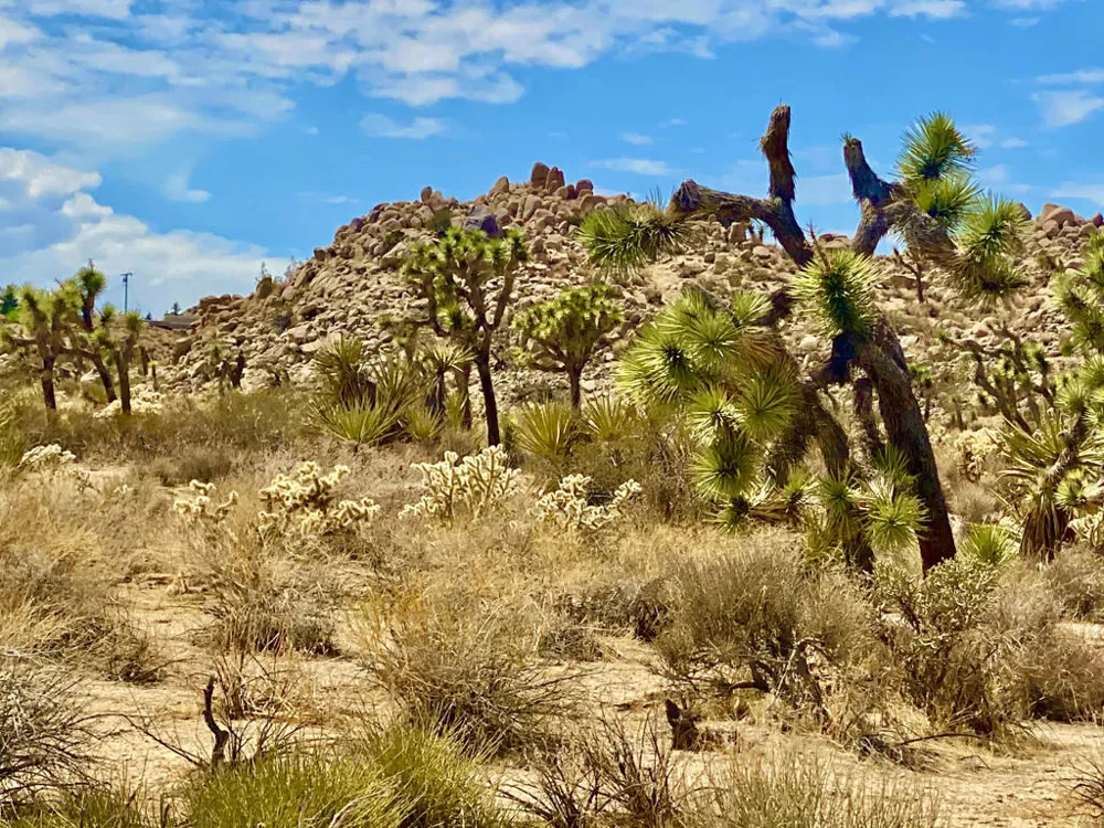 104 Bandera Road Yucca Valley, CA 92284