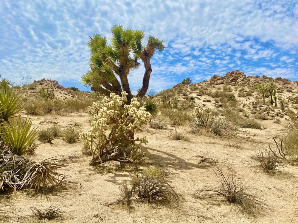 104 Bandera Road Yucca Valley, CA 92284