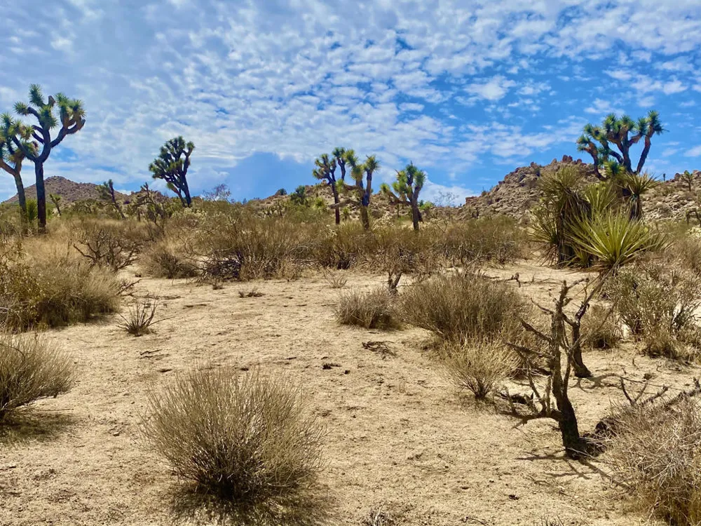 104 Bandera Road Yucca Valley, CA 92284