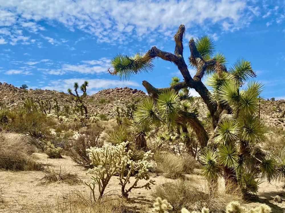 104 Bandera Road Yucca Valley, CA 92284