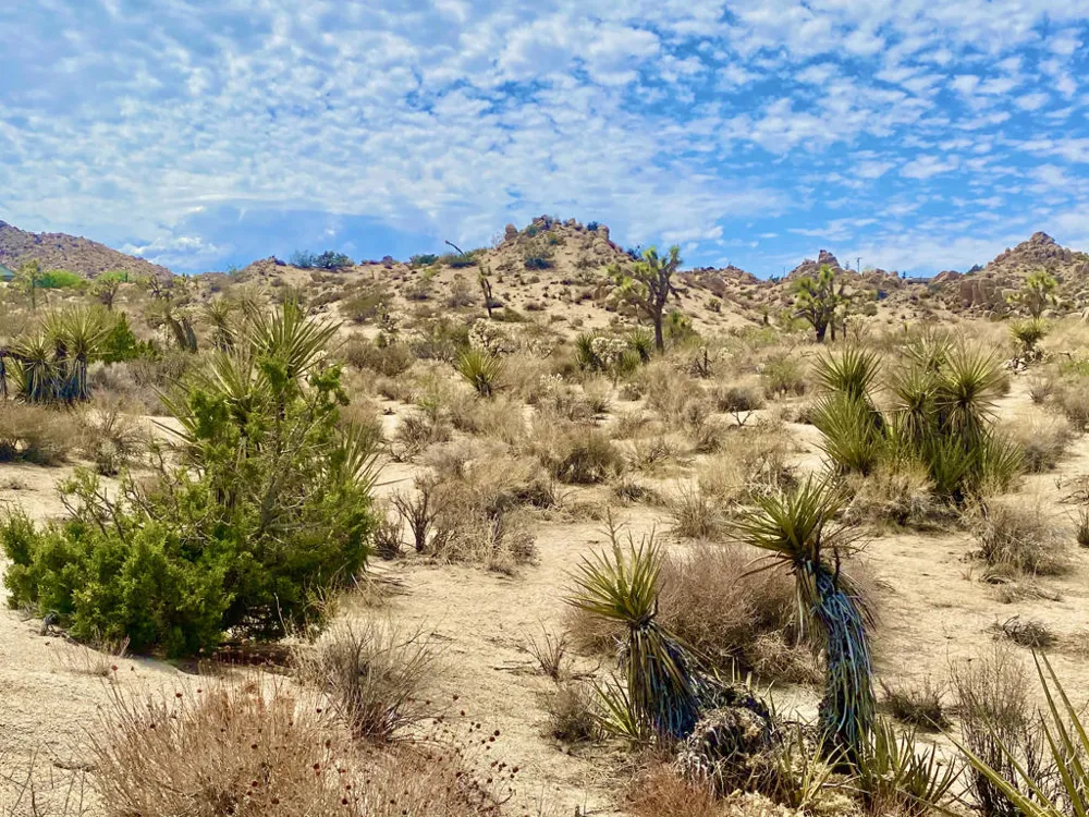 104 Bandera Road Yucca Valley, CA 92284