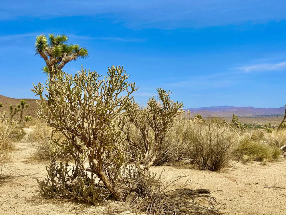 104 Bandera Road Yucca Valley, CA 92284