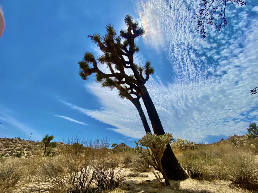 104 Bandera Road Yucca Valley, CA 92284