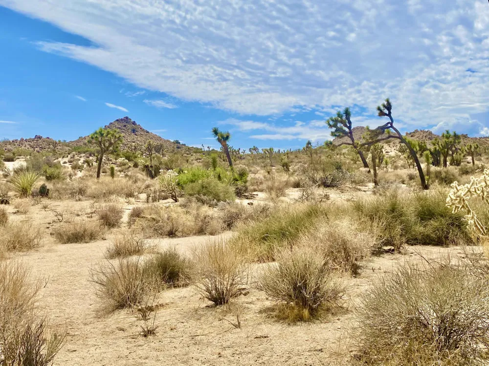 104 Bandera Road Yucca Valley, CA 92284