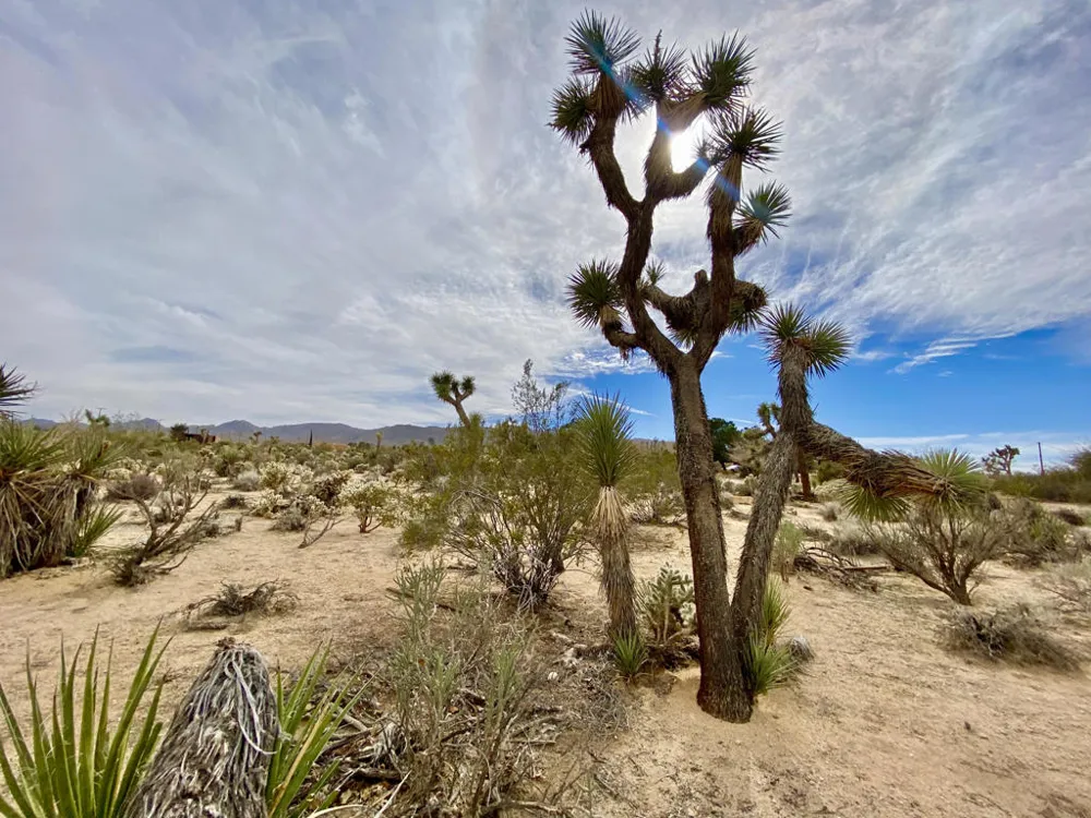 6925 Sunnyhill Road Joshua Tree, CA 92252