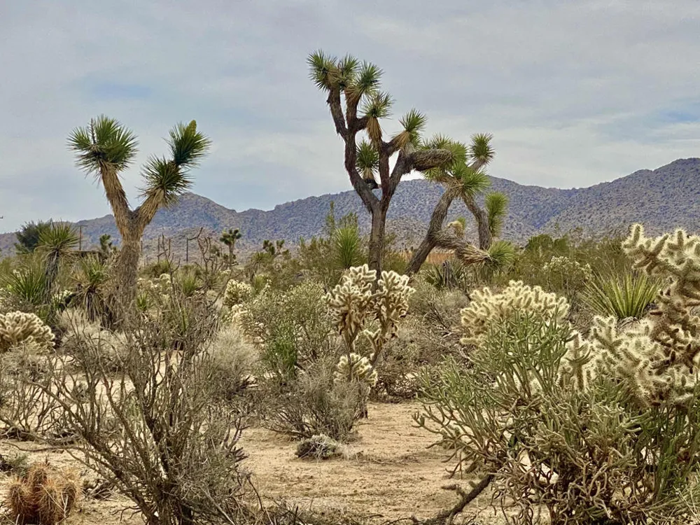 6925 Sunnyhill Road Joshua Tree, CA 92252
