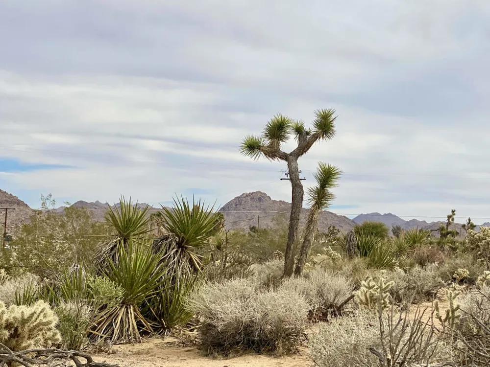 6925 Sunnyhill Road Joshua Tree, CA 92252
