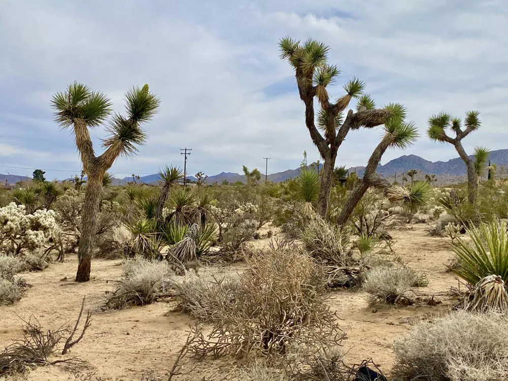 6925 Sunnyhill Road Joshua Tree, CA 92252