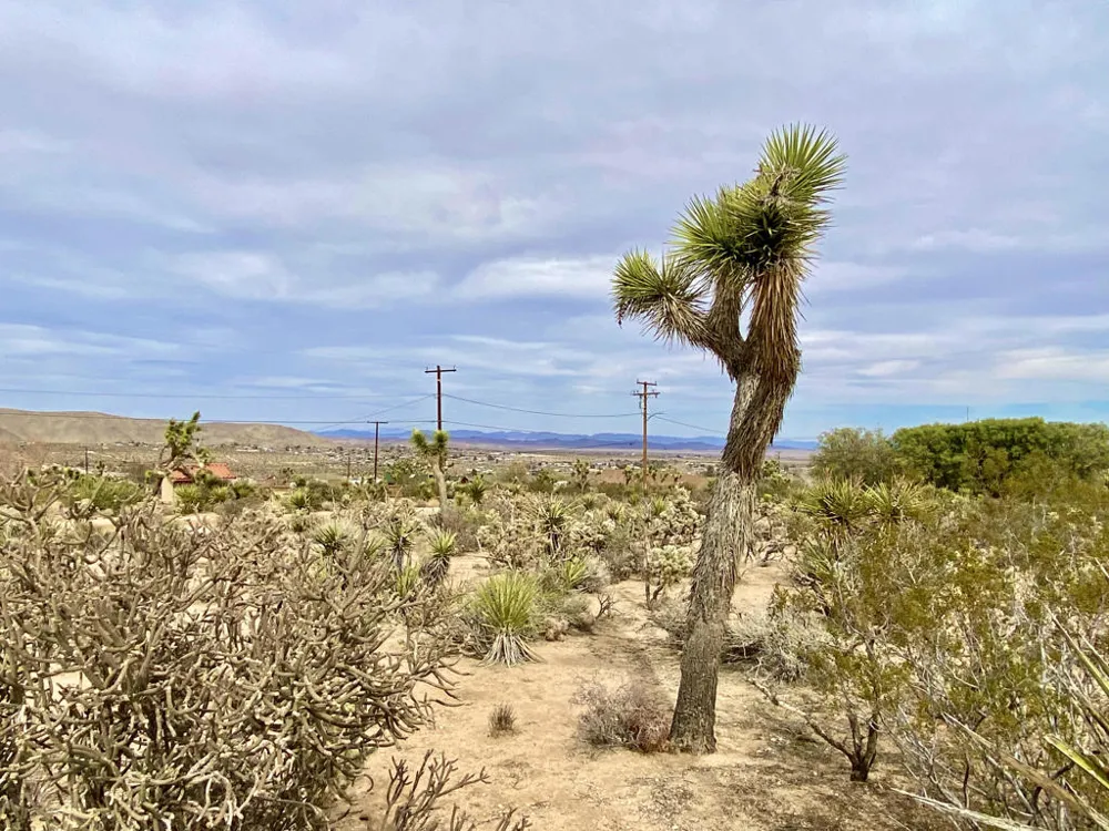 6925 Sunnyhill Road Joshua Tree, CA 92252