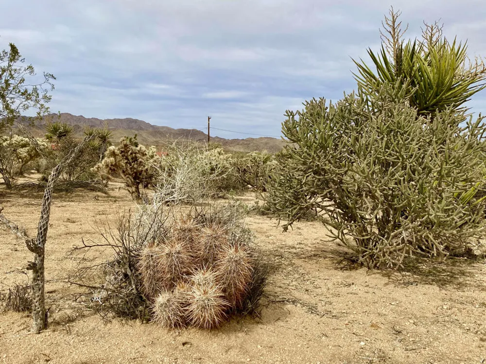 6925 Sunnyhill Road Joshua Tree, CA 92252