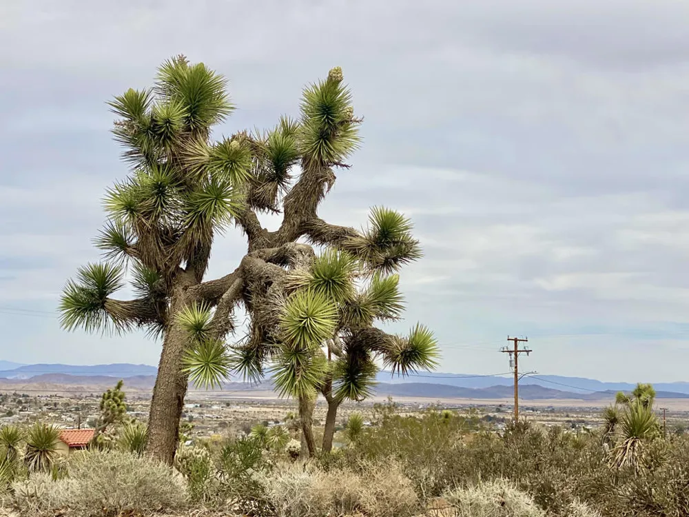 6925 Sunnyhill Road Joshua Tree, CA 92252